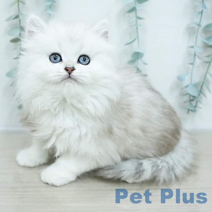 ペルシャの写真2