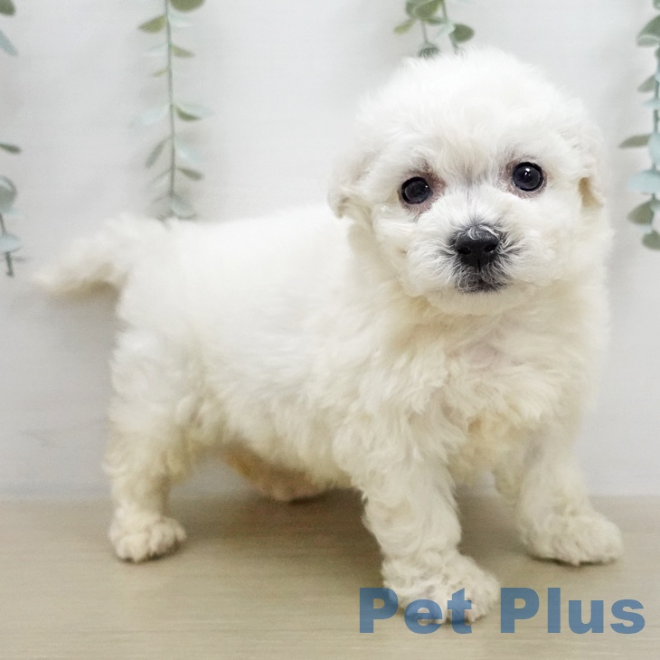 ビション・フリーゼの写真2