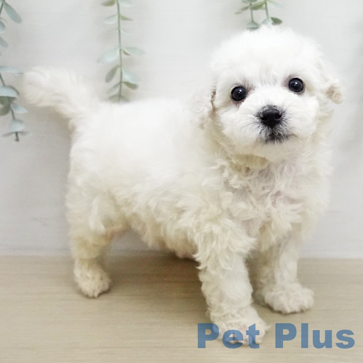 ビション・フリーゼ