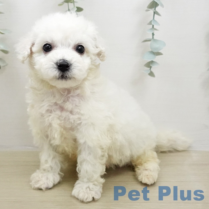 ビション・フリーゼの写真2