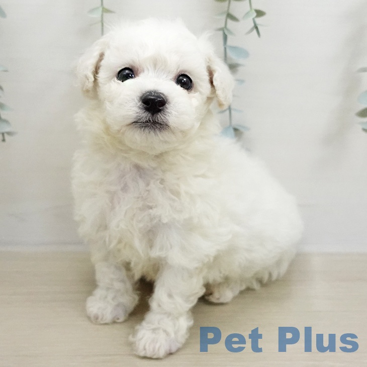 ビション・フリーゼの写真2