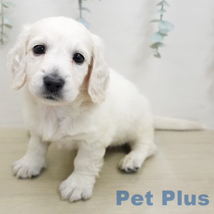 ミニチュア・ダックスフンド