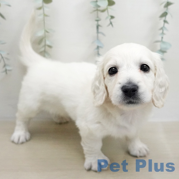 ミニチュア・ダックスフンドの写真2