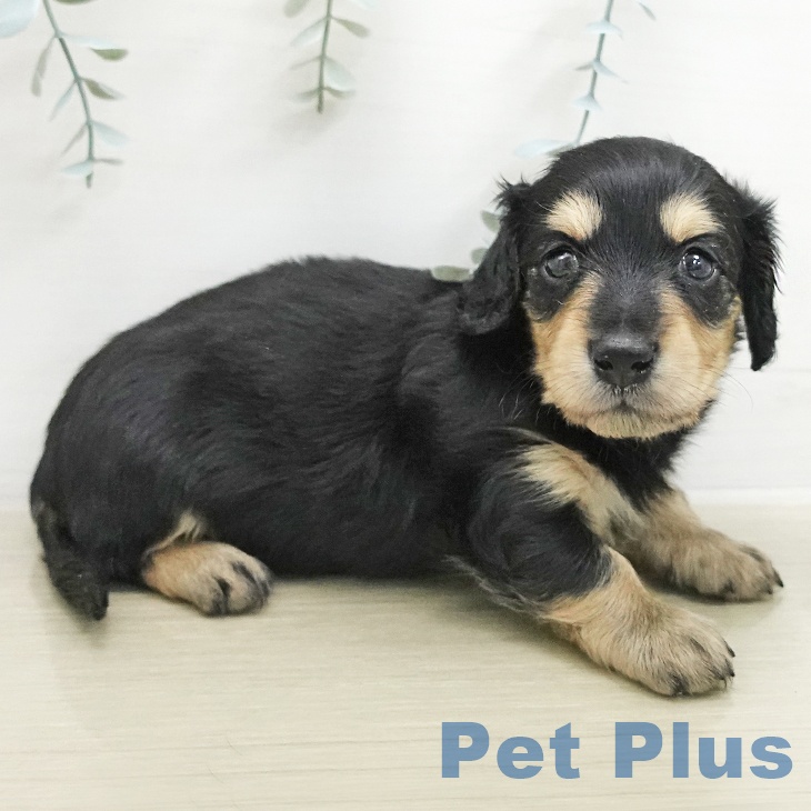 ミニチュア・ダックスフンドの写真2