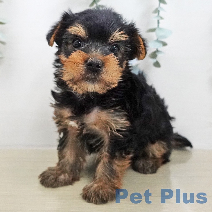 ヨークシャー・テリア