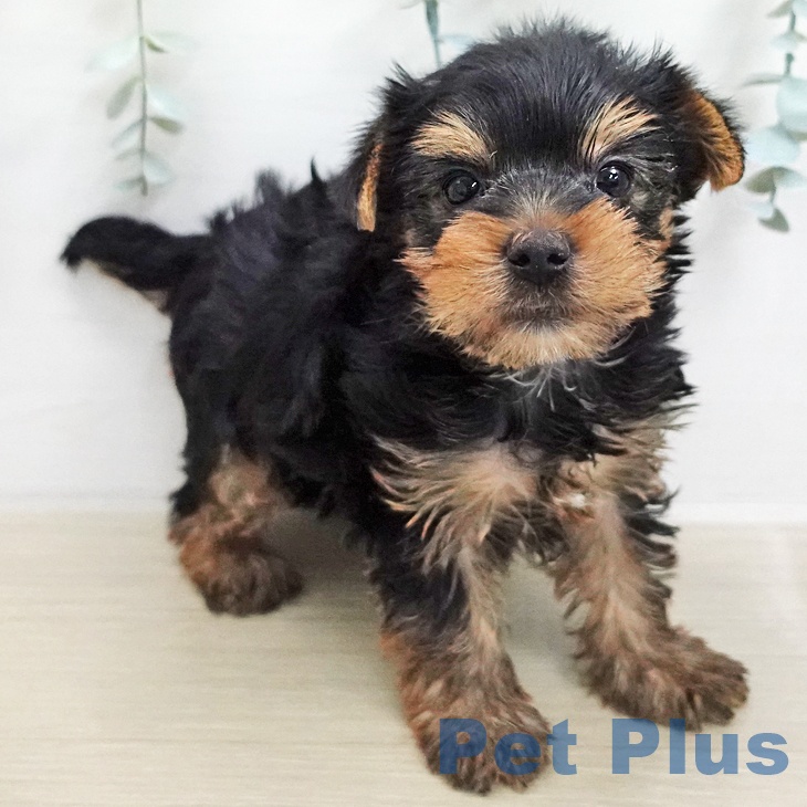 ヨークシャー・テリアの写真2