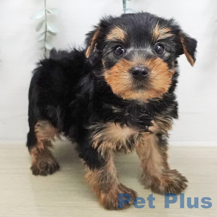 ヨークシャー・テリア