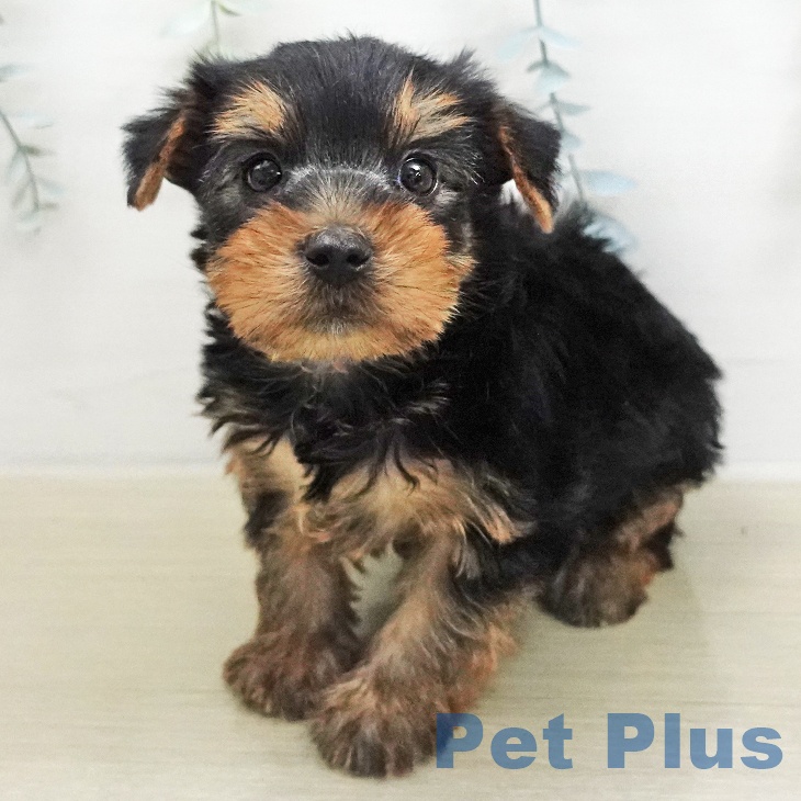 ヨークシャー・テリアの写真2