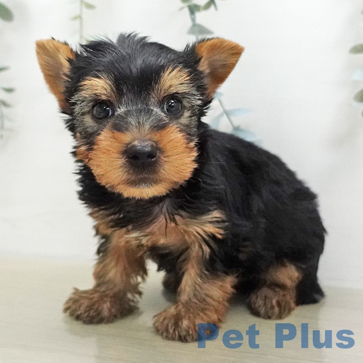 ヨークシャー・テリア