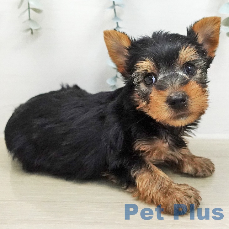 ヨークシャー・テリアの写真2