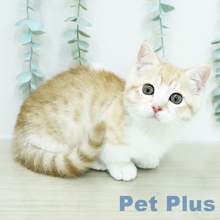 マンチカンの写真2