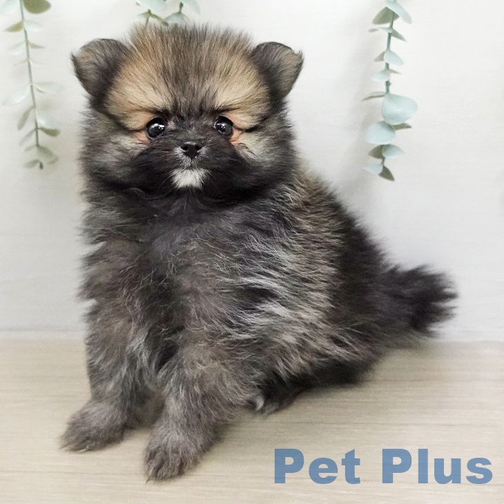 ポメラニアンの写真2
