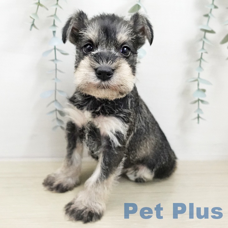 ミニチュア・シュナウザーの写真2