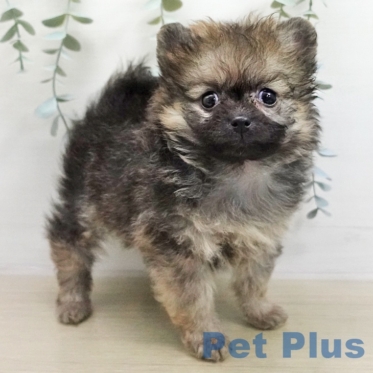 ポメラニアンの写真2