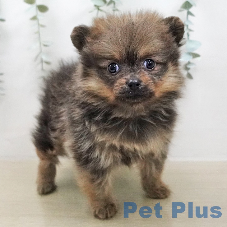 ポメラニアンの写真2