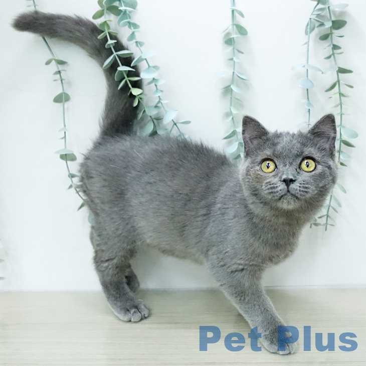 ブリティッシュショートヘア