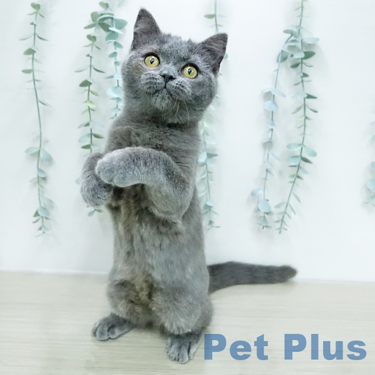 ブリティッシュショートヘアの写真2