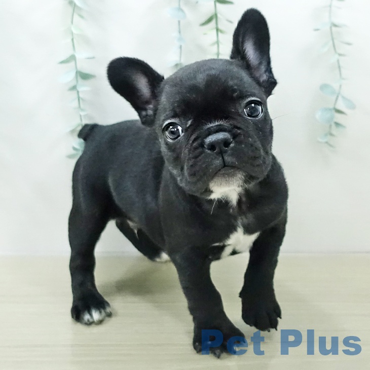 フレンチ・ブルドッグ