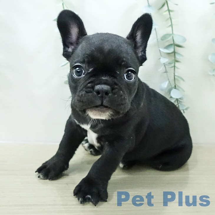 フレンチ・ブルドッグ