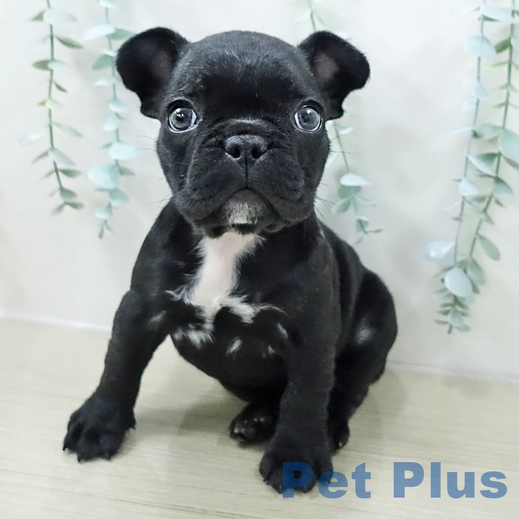 フレンチ・ブルドッグ