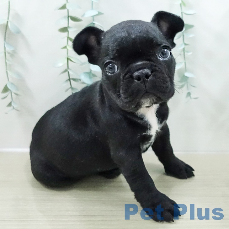 フレンチ・ブルドッグの写真2