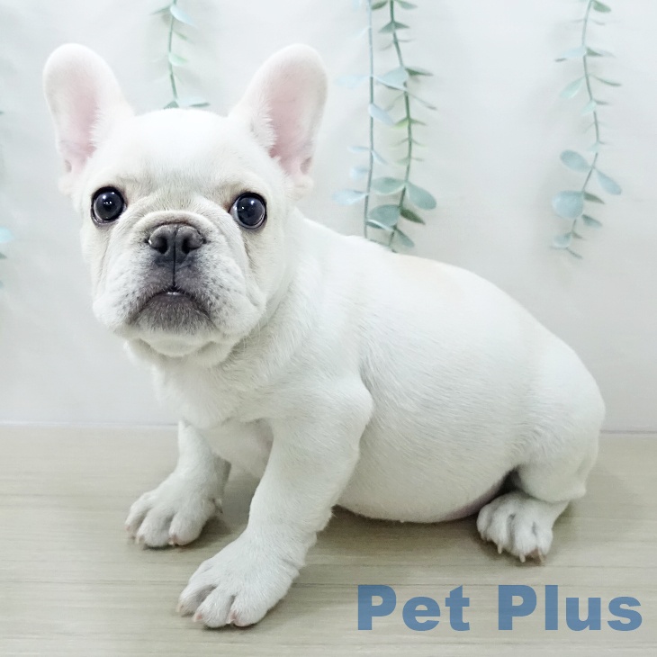 フレンチ・ブルドッグの写真2