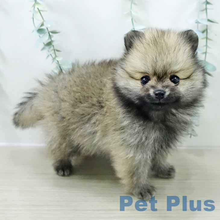 ポメラニアンの写真2