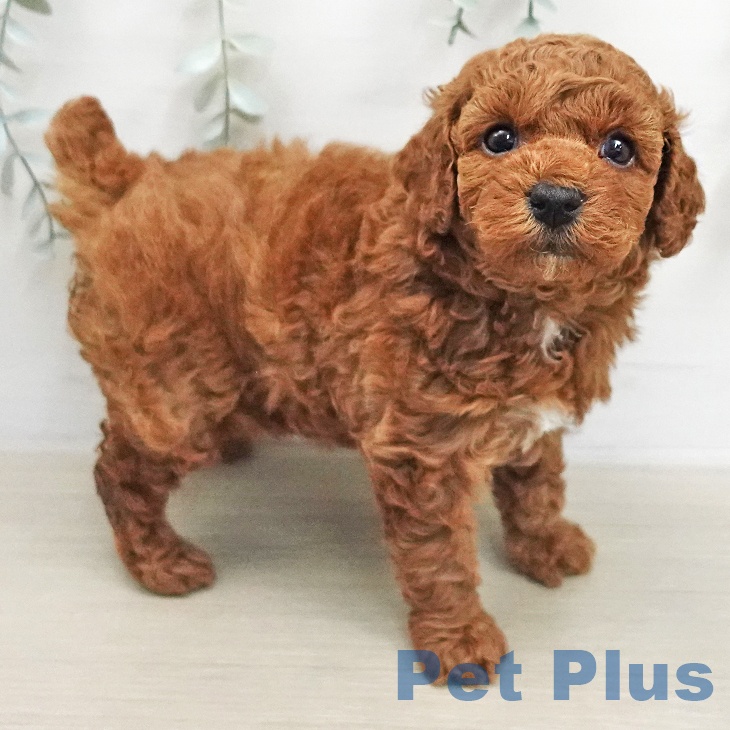 トイ・プードルの写真2