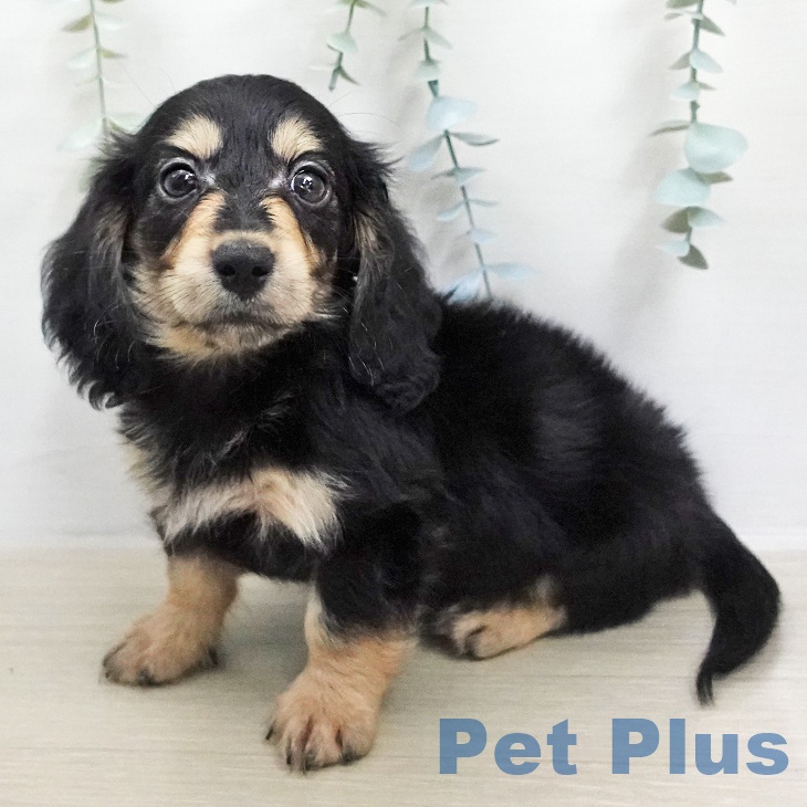 ミニチュア・ダックスフンドの写真2