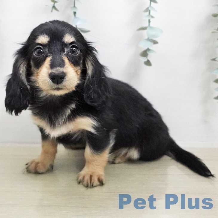 ミニチュア・ダックスフンド