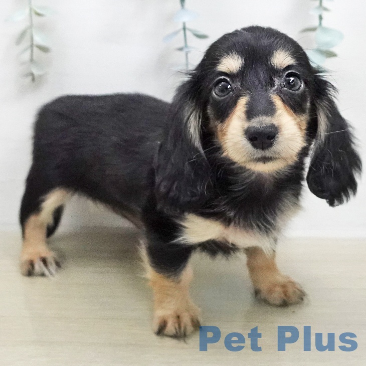 ミニチュア・ダックスフンドの写真2