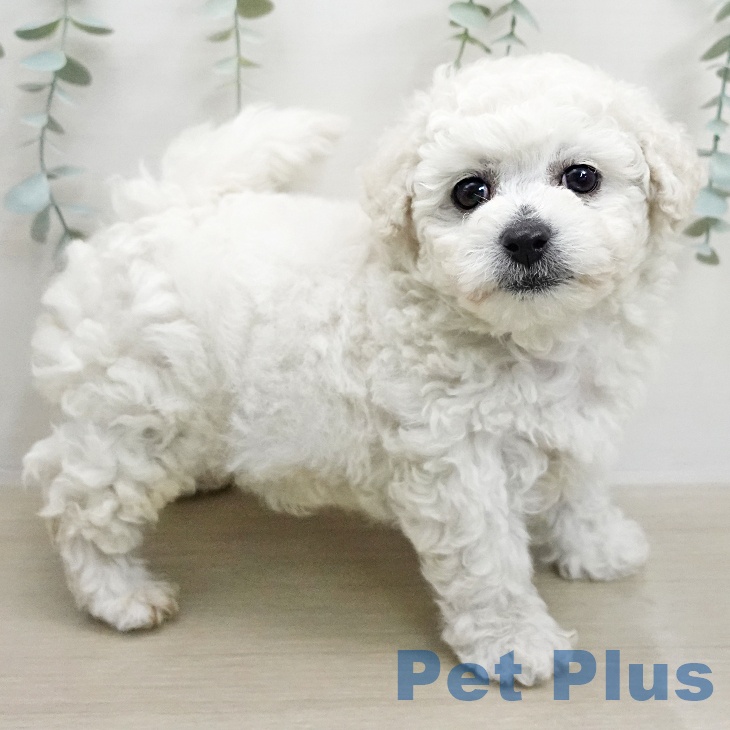 ビション・フリーゼ