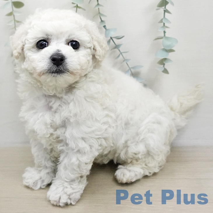 ビション・フリーゼの写真2