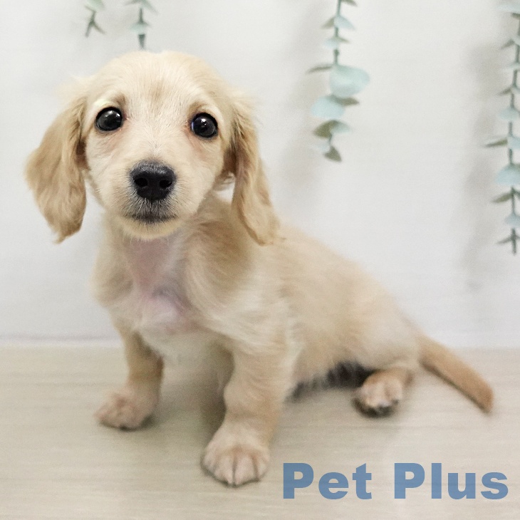 ミニチュア・ダックスフンド