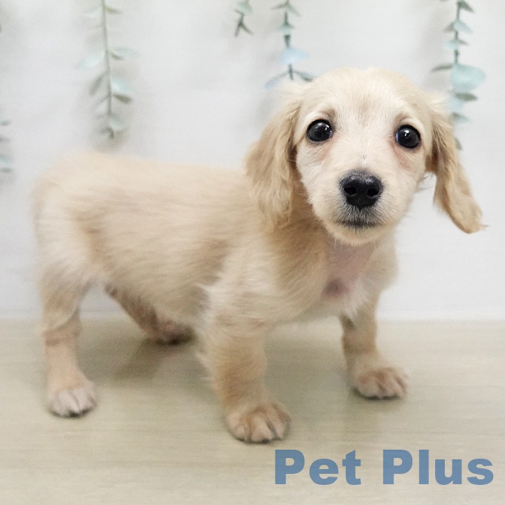 ミニチュア・ダックスフンド