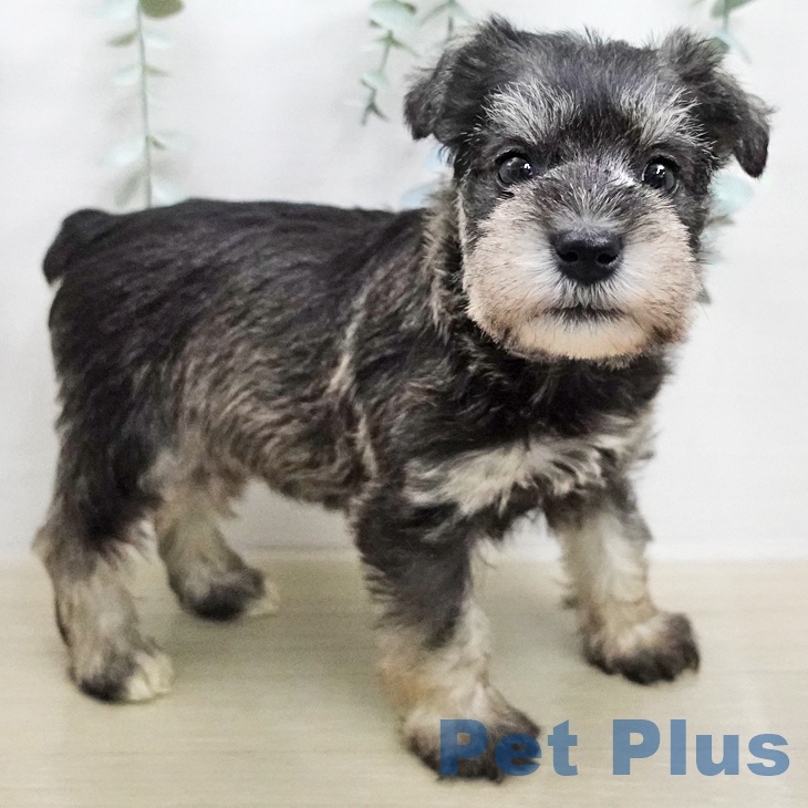 ミニチュア・シュナウザーの写真2