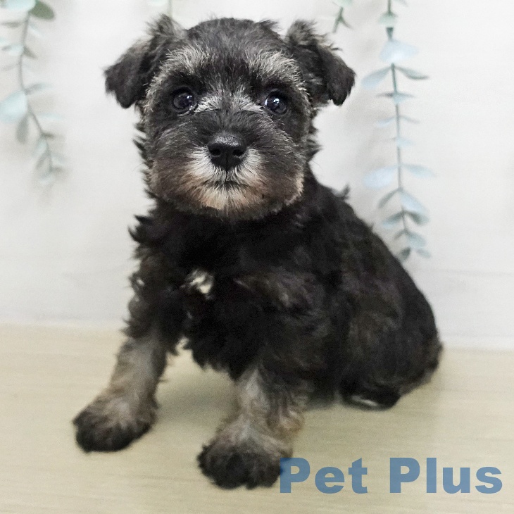 ミニチュア・シュナウザー