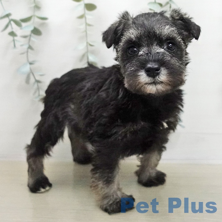 ミニチュア・シュナウザー