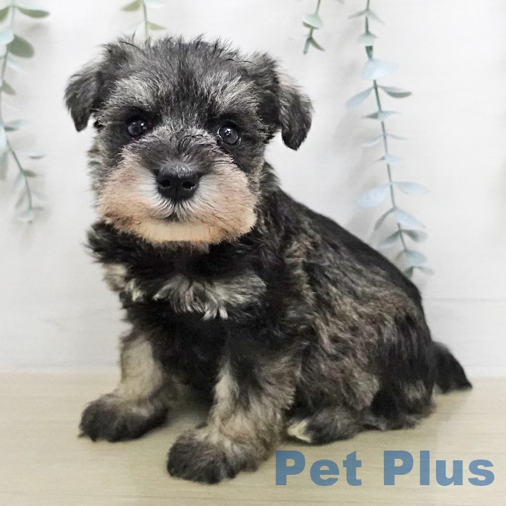 ミニチュア・シュナウザー