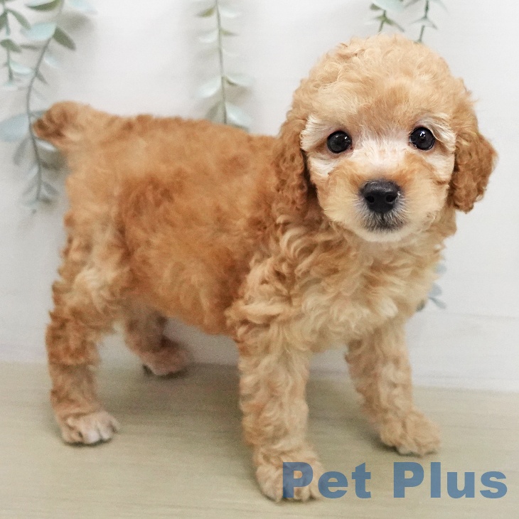 トイ・プードルの写真2