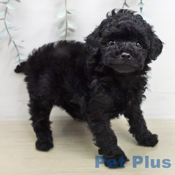 トイ・プードルの写真2