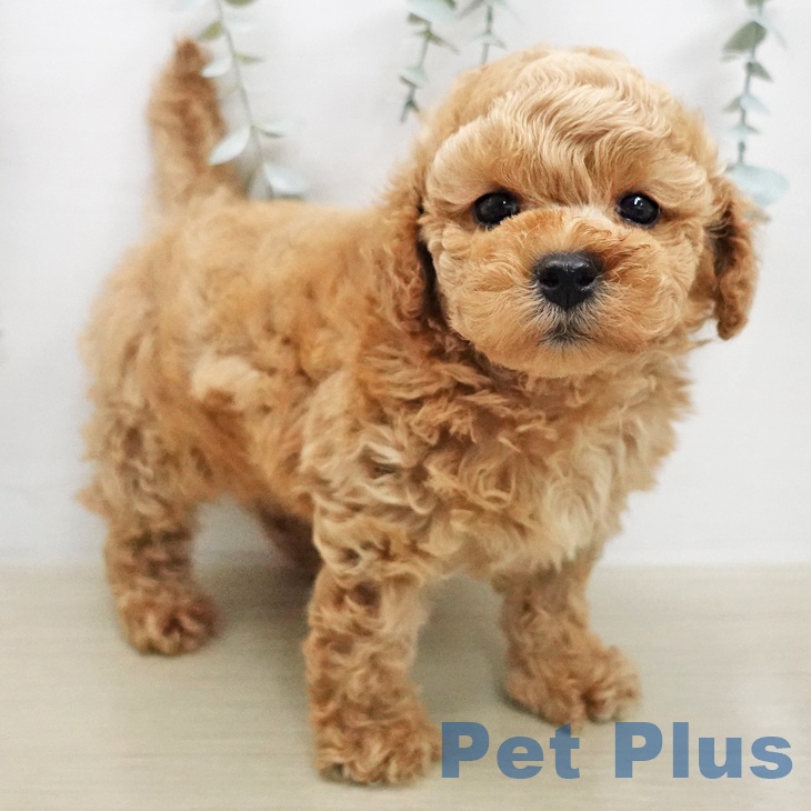 トイ・プードルの写真2