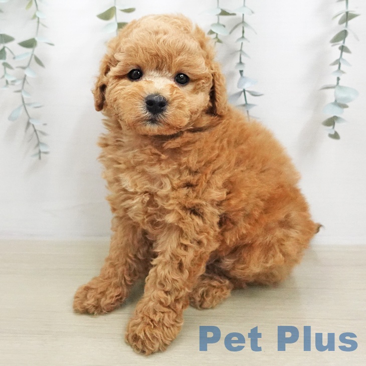 トイ・プードル