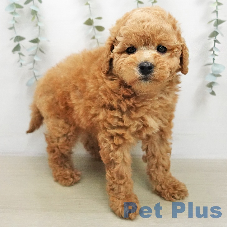 トイ・プードルの写真2