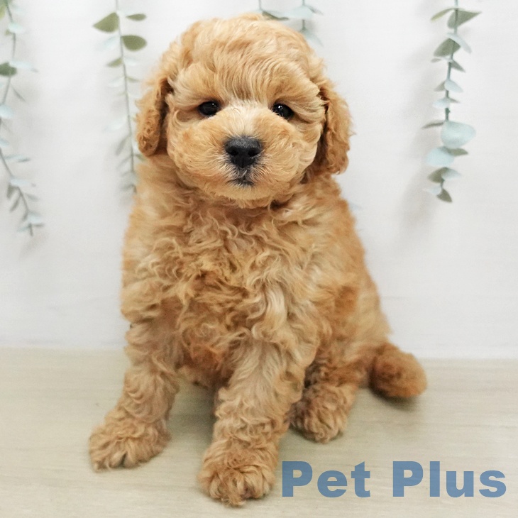 トイ・プードル