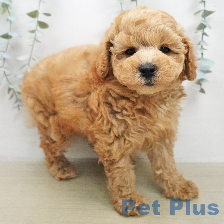 トイ・プードルの写真2