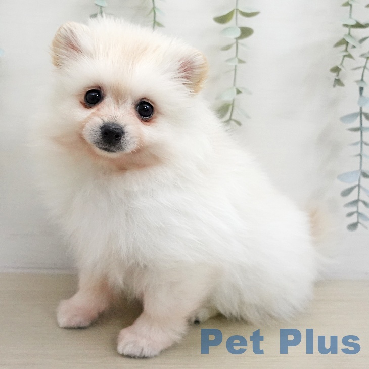 ポメラニアンの写真2