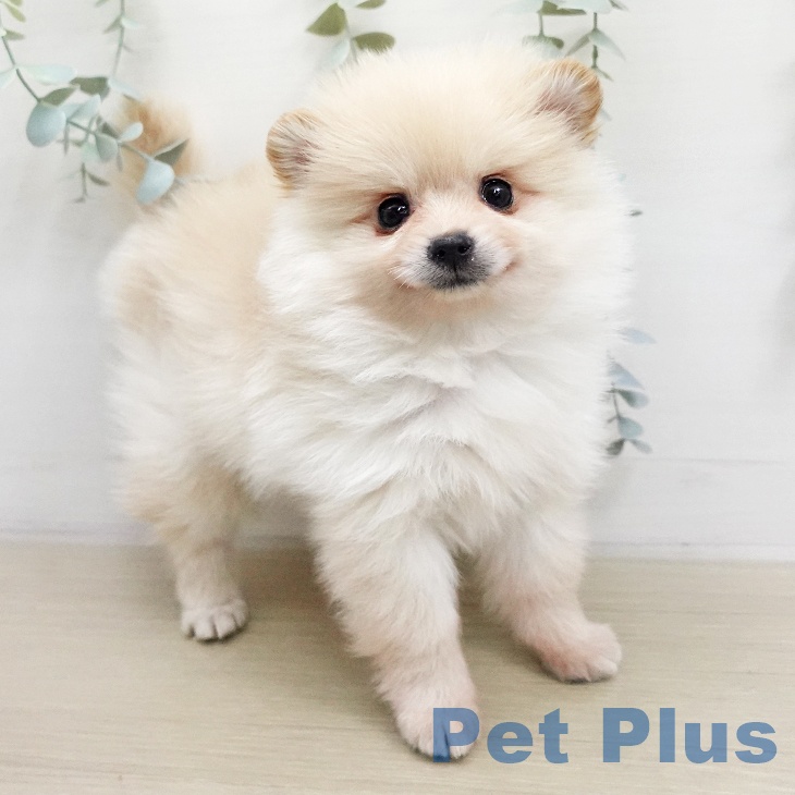 ポメラニアンの写真2