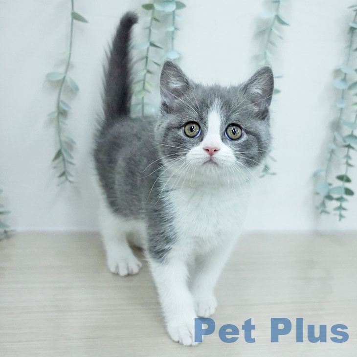 ブリティッシュショートヘア