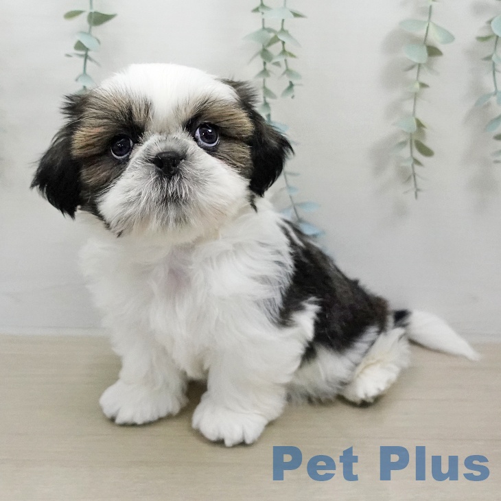 シー・ズーの写真2